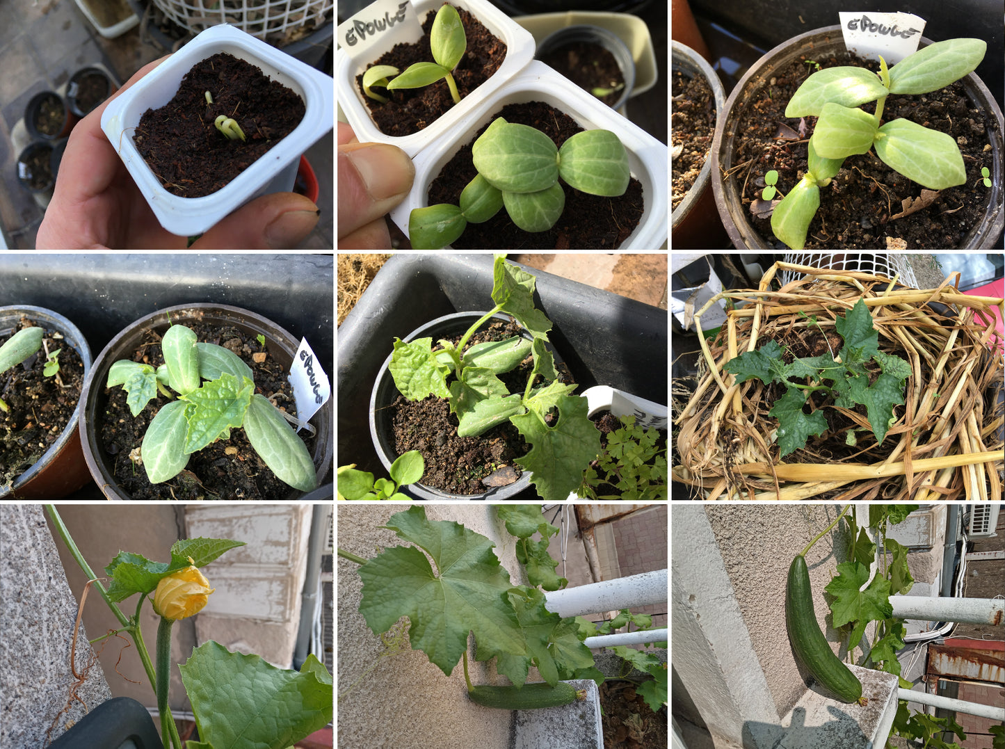 Courge Eponge - Luffa Aegyptiaca - SEM15