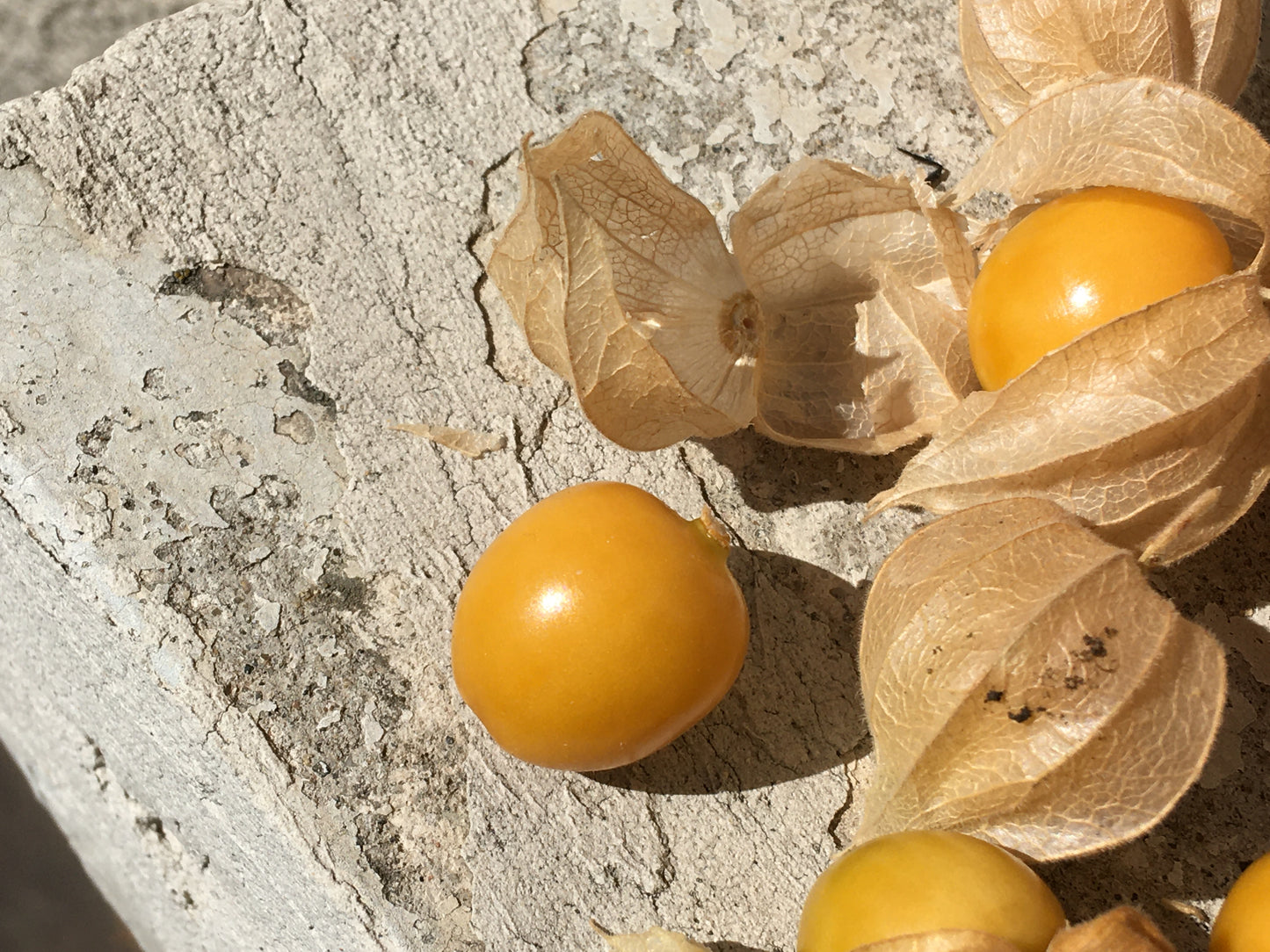 Physalis Coqueret du Pérou Bio - Physalis Peruviana - SEM02