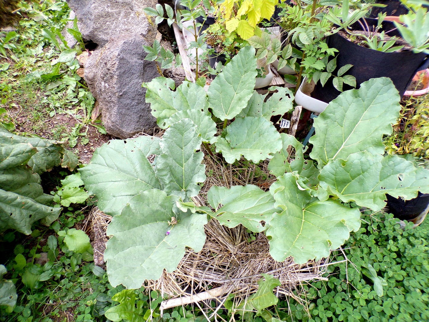 Rhubarbe - Rheum - SEM14