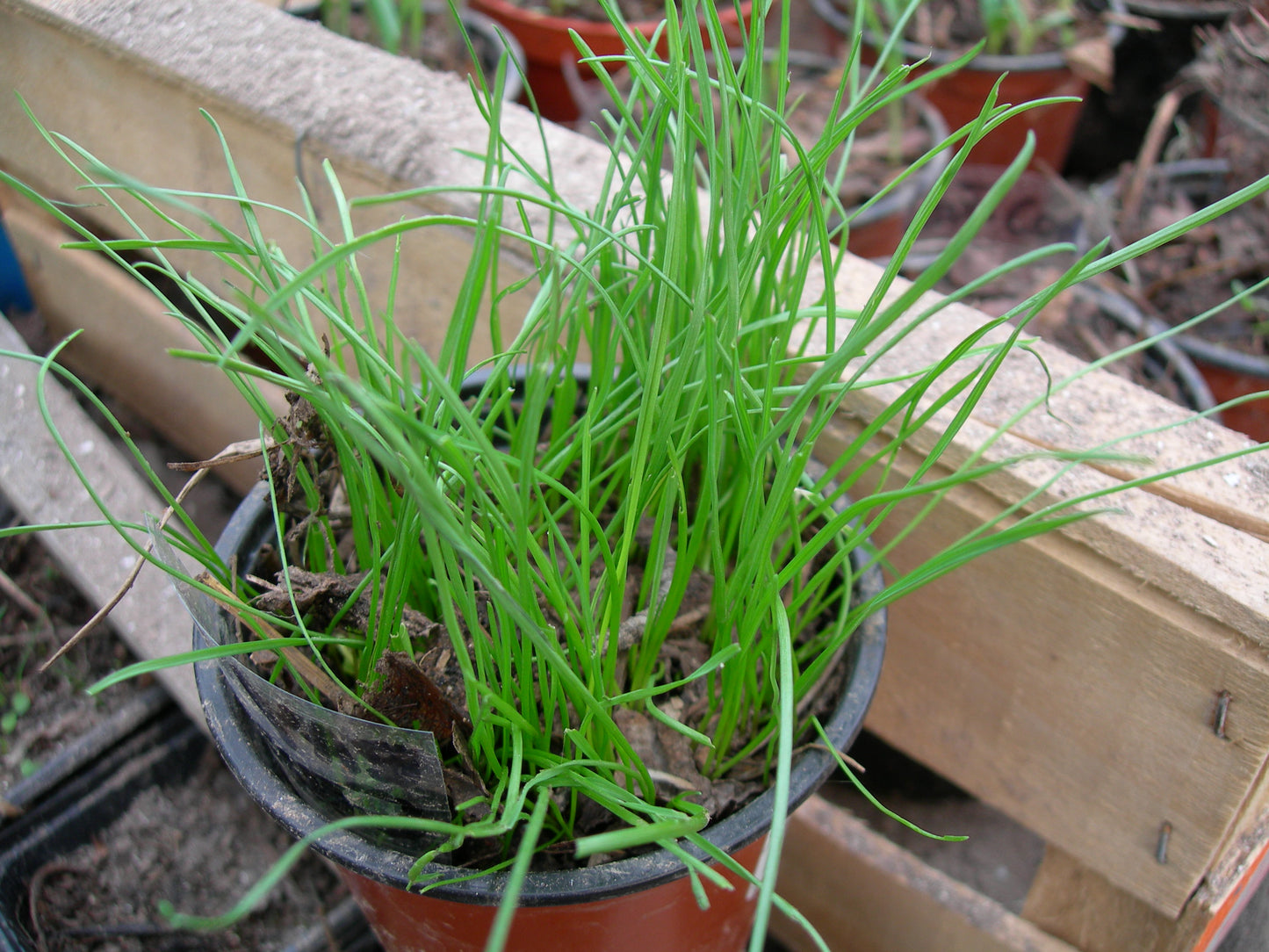 Ray Grass Italien - Lolium Multiflorum (Engrais Vert) SEM05