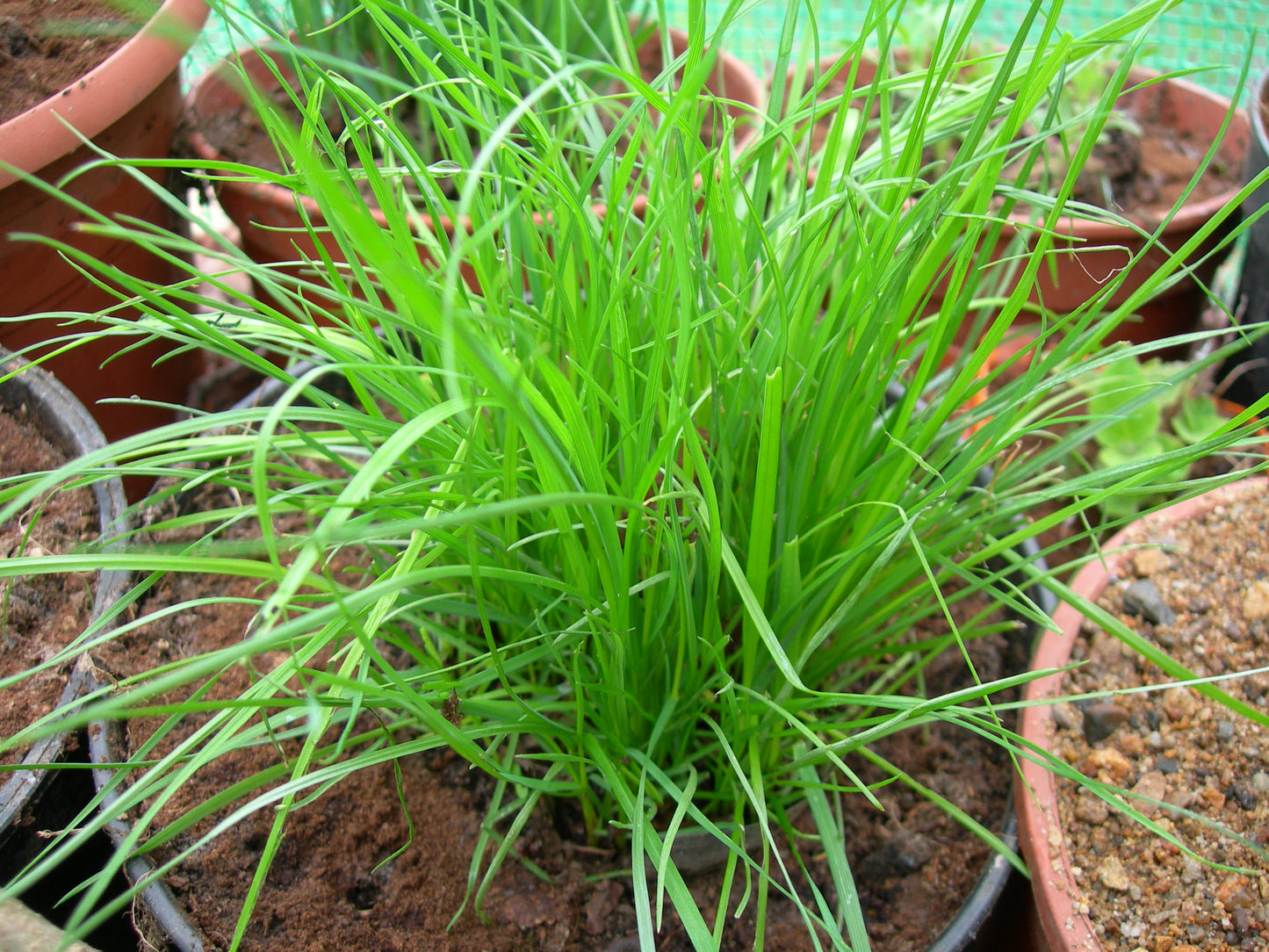 Ray Grass Italien - Lolium Multiflorum (Engrais Vert) SEM05