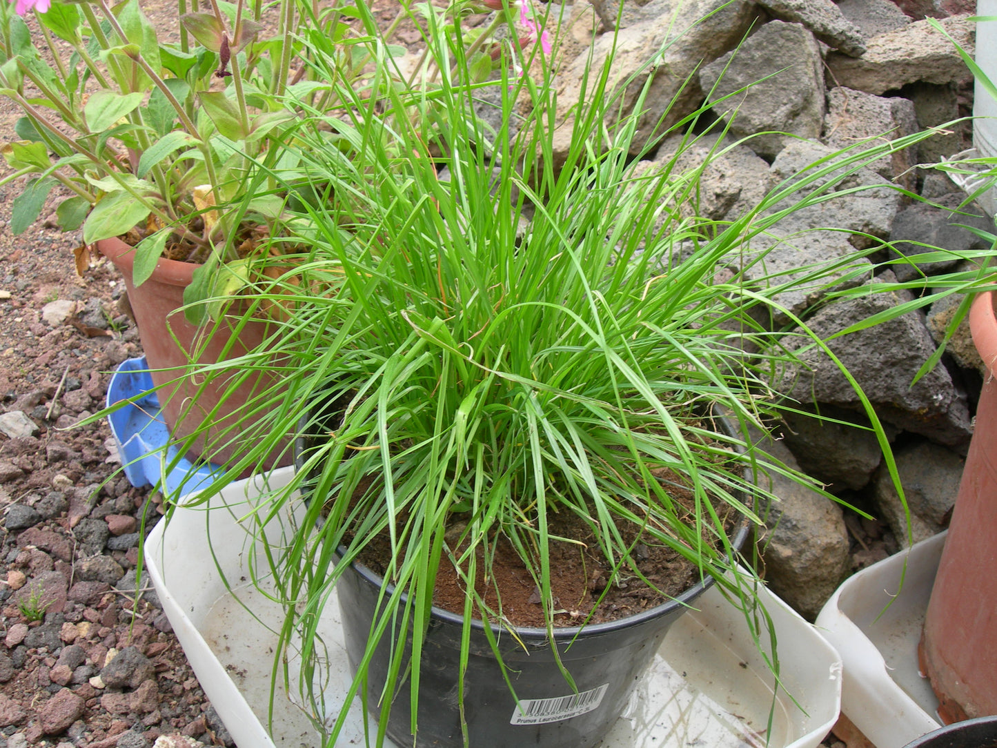 Ray Grass Italien - Lolium Multiflorum (Engrais Vert) SEM05