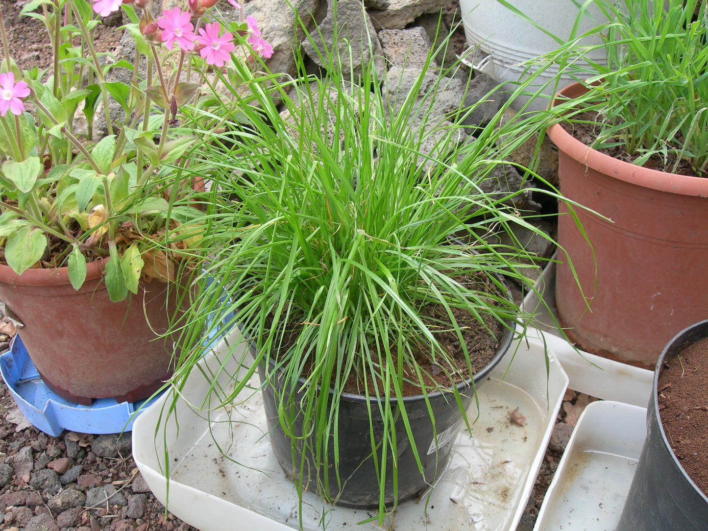 Ray Grass Italien - Lolium Multiflorum (Engrais Vert) SEM05