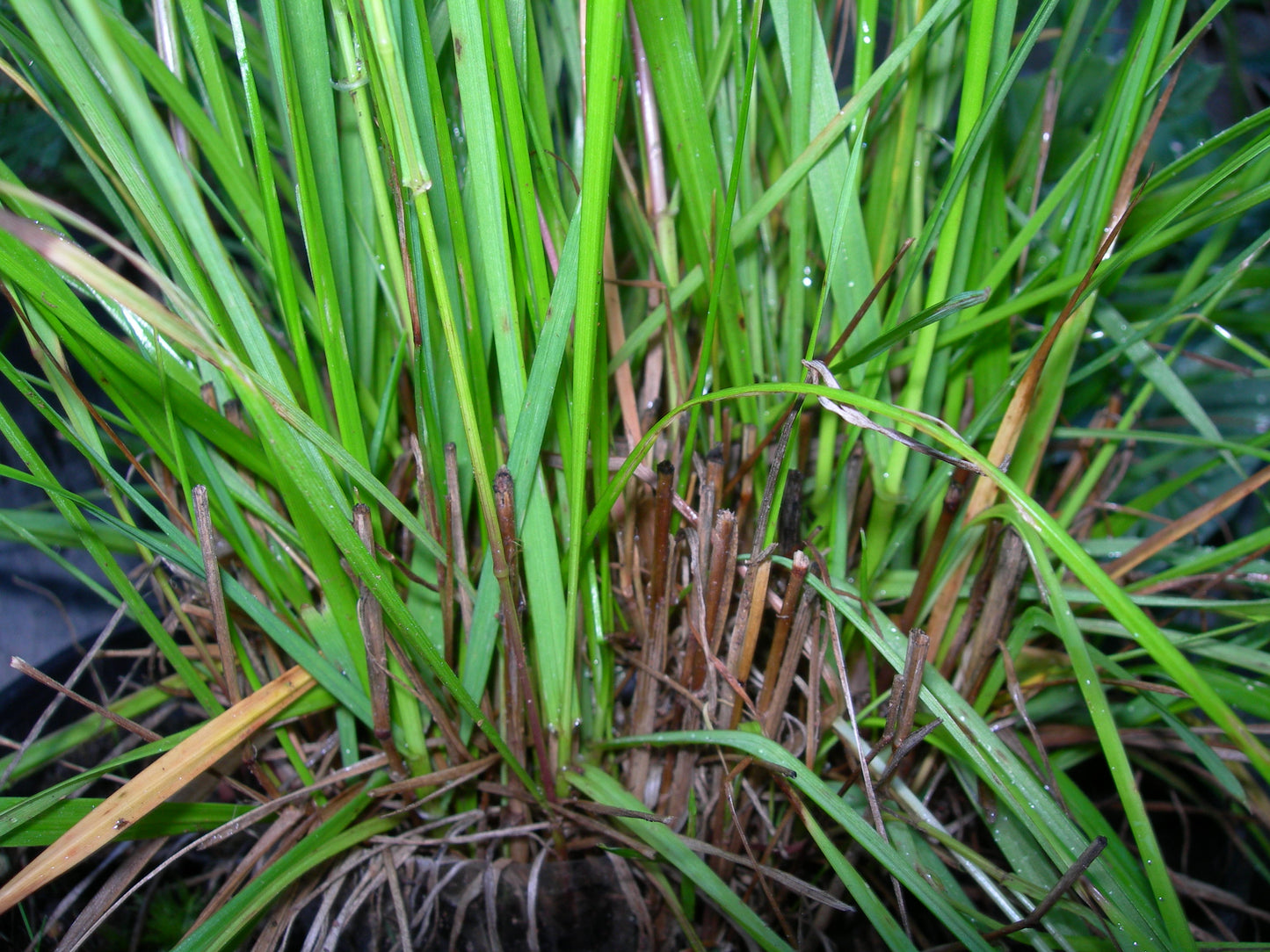 Ray Grass Italien - Lolium Multiflorum (Engrais Vert) SEM05