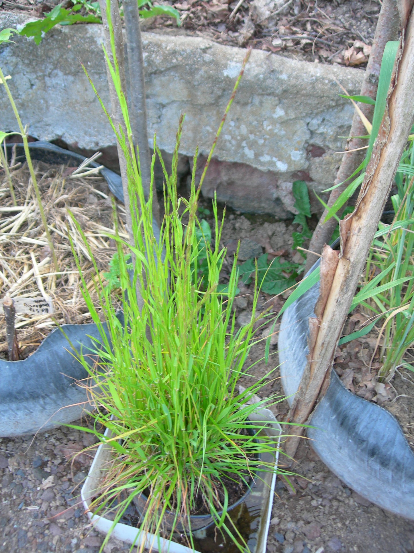 Ray Grass Italien - Lolium Multiflorum (Engrais Vert) SEM05