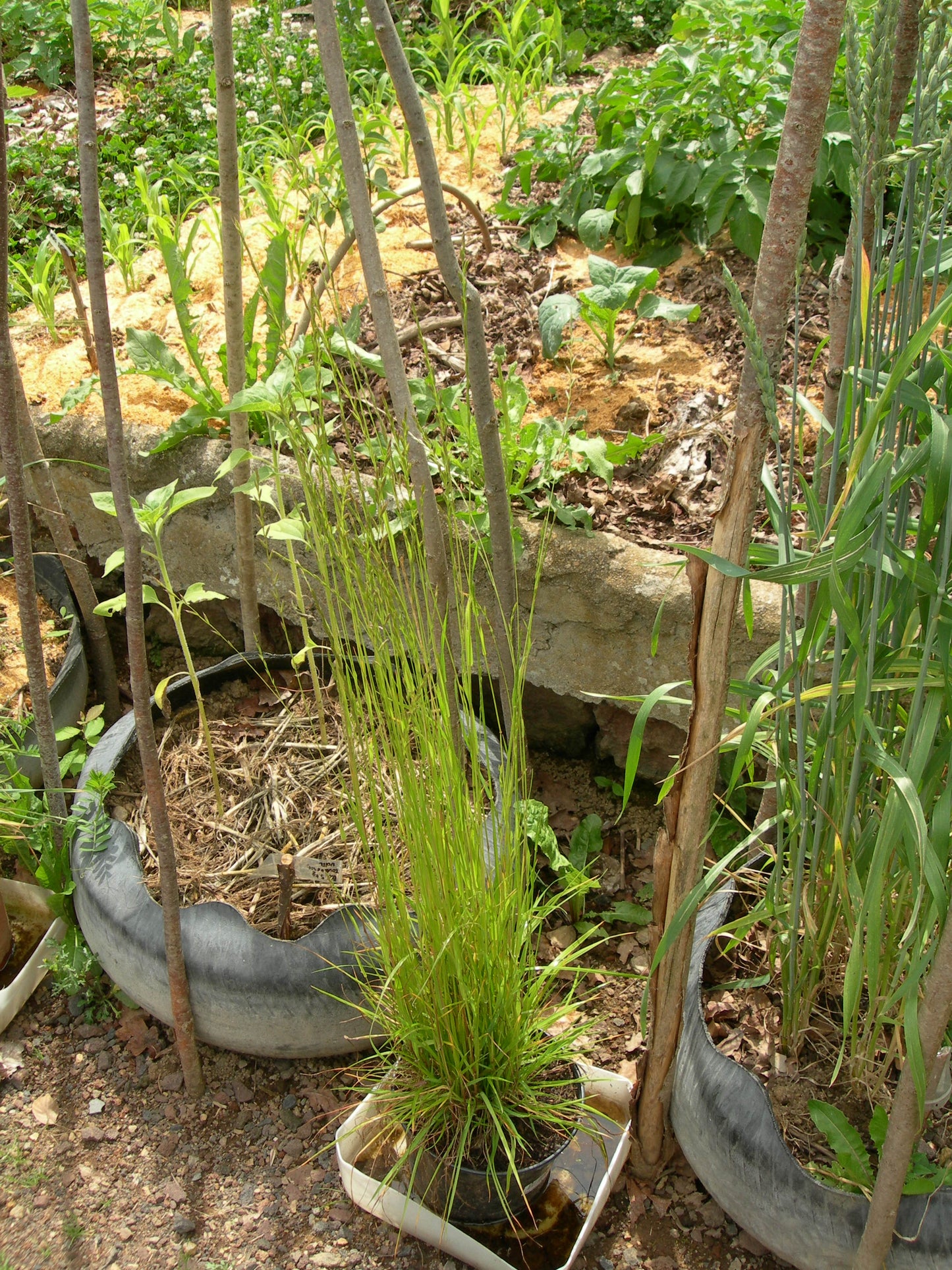 Ray Grass Italien - Lolium Multiflorum (Engrais Vert) SEM05