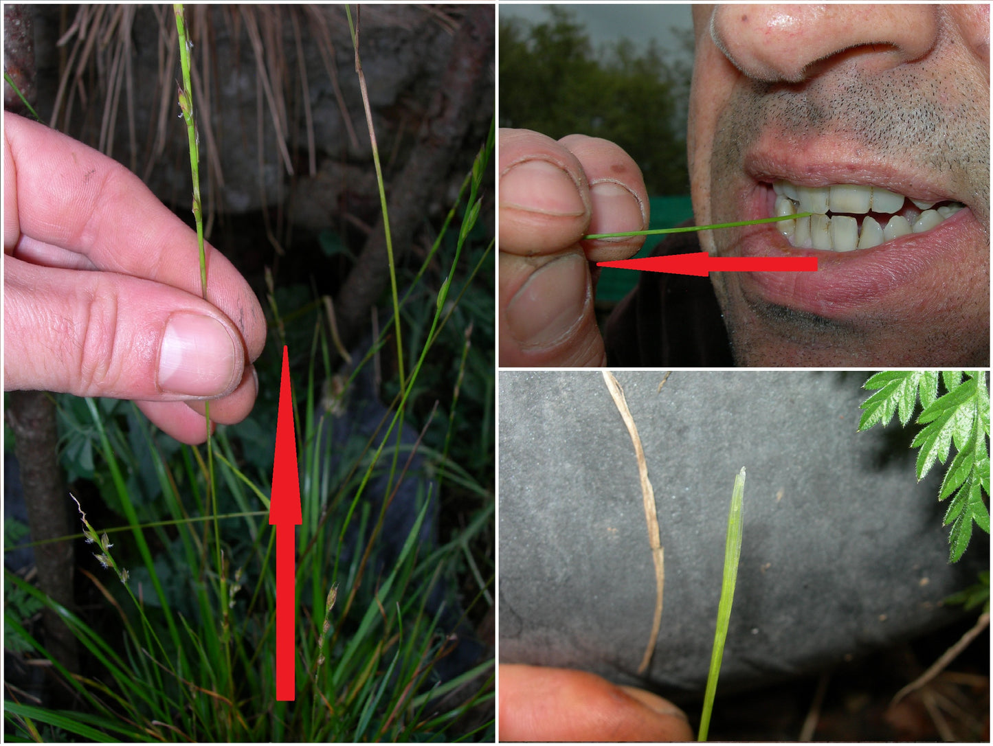 Ray Grass Italien - Lolium Multiflorum (Engrais Vert) SEM05