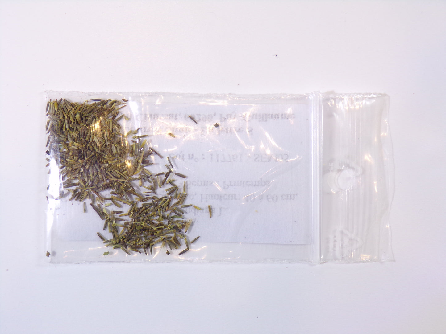 Stevia - Stevia Rebaudiana - SEM05