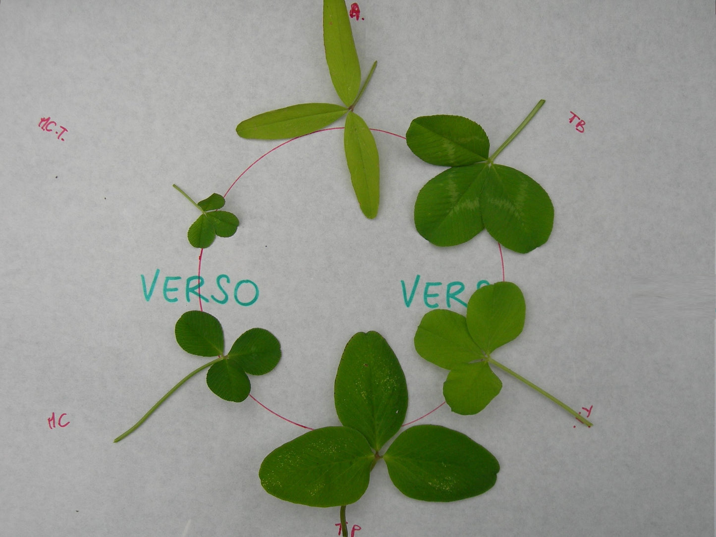Offre Trèfle : 5 Variétés - 5 Sachets (Engrais Vert)