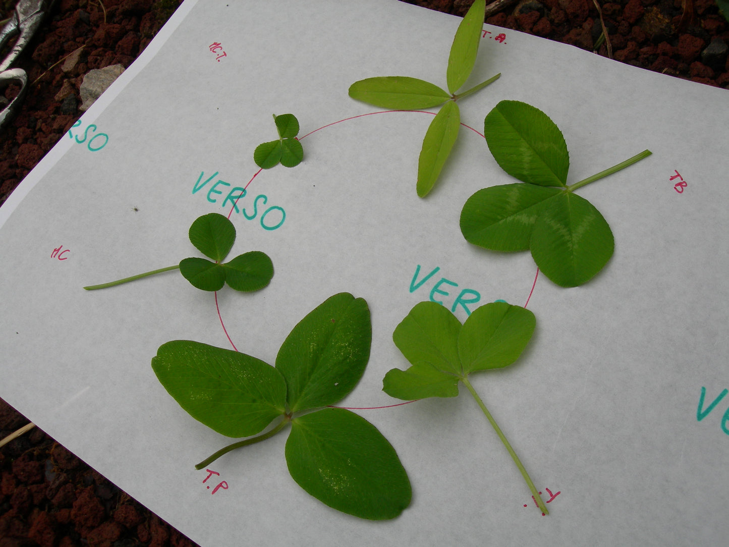 Offre Trèfle : 5 Variétés - 5 Sachets (Engrais Vert)