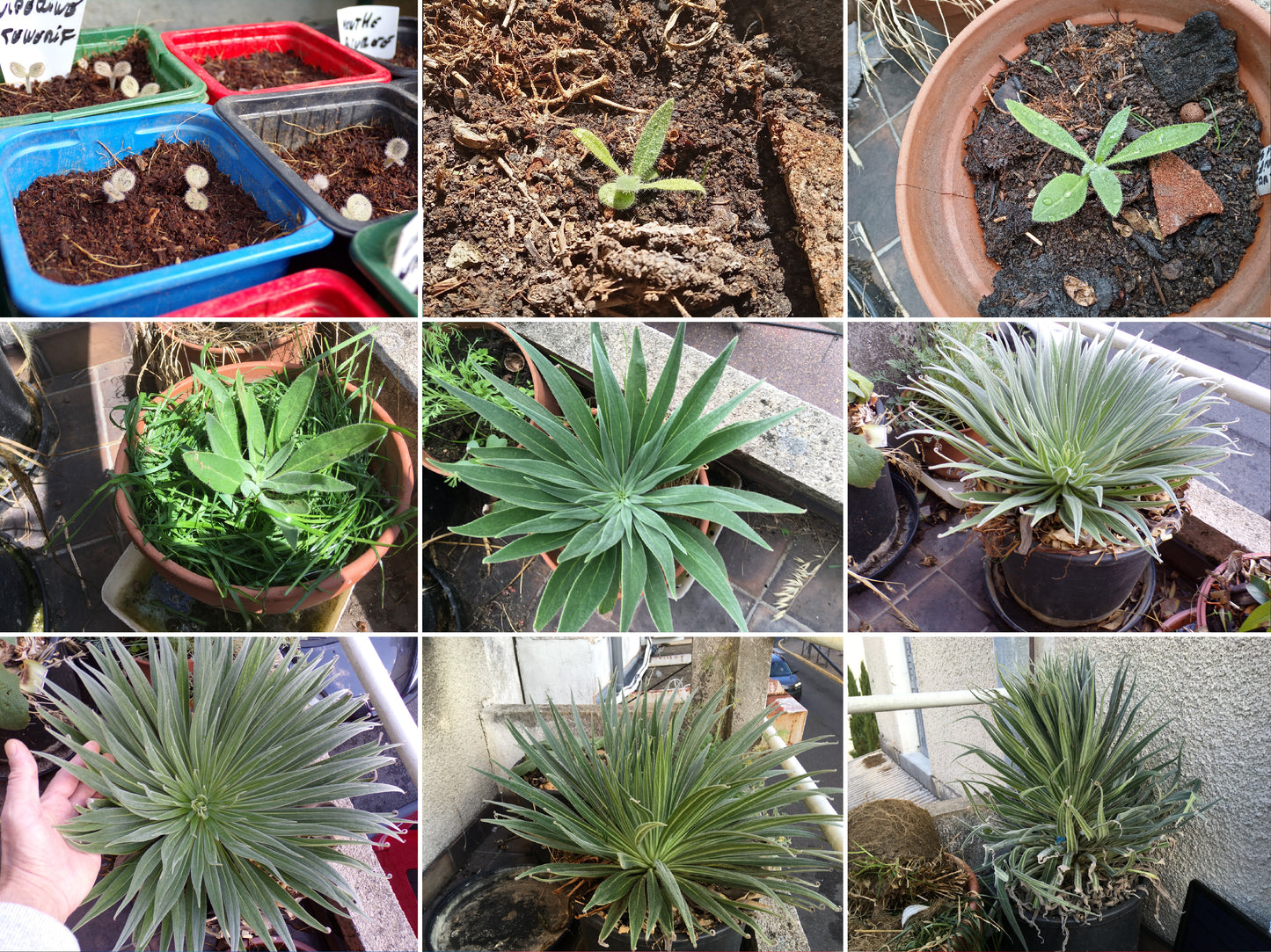Vipérine de Ténérife - Echium Wildretii - SEM07