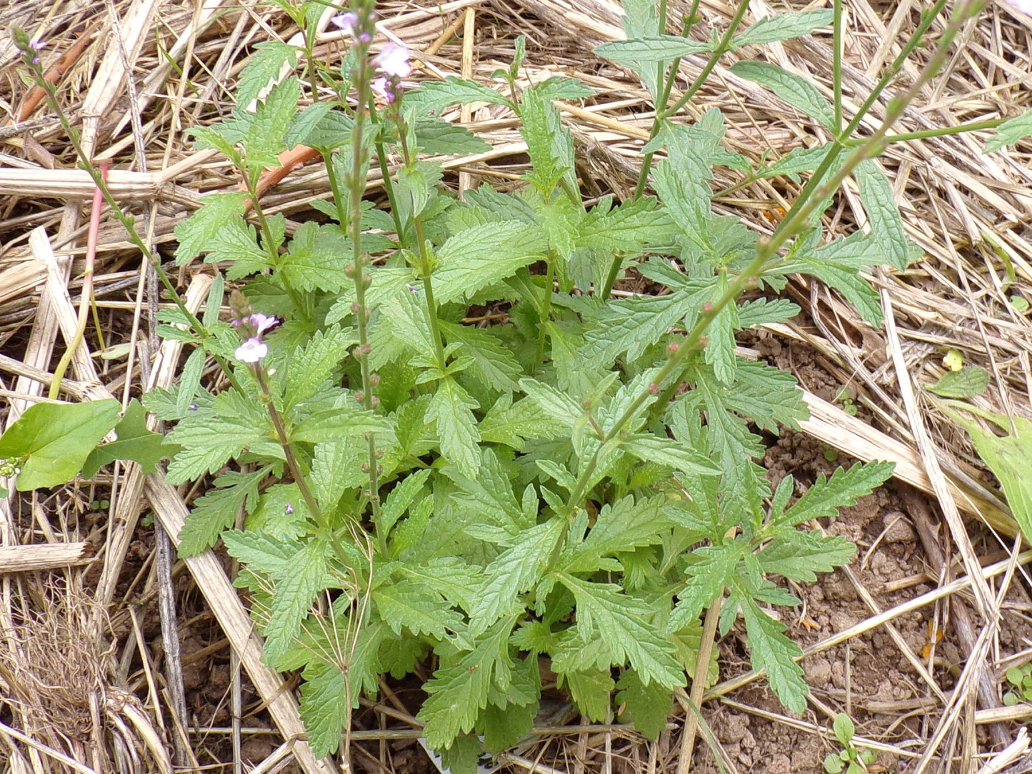 Verveine Officinale - Verbena Officinalis - SEM05
