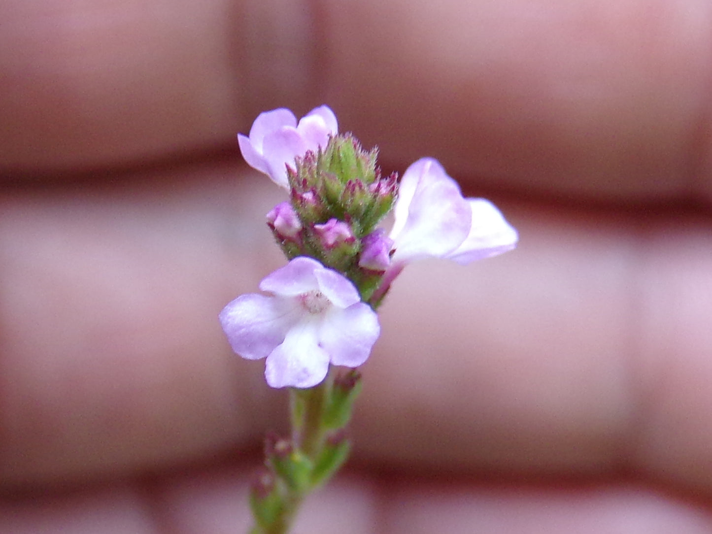 Verveine Officinale - Verbena Officinalis - SEM05