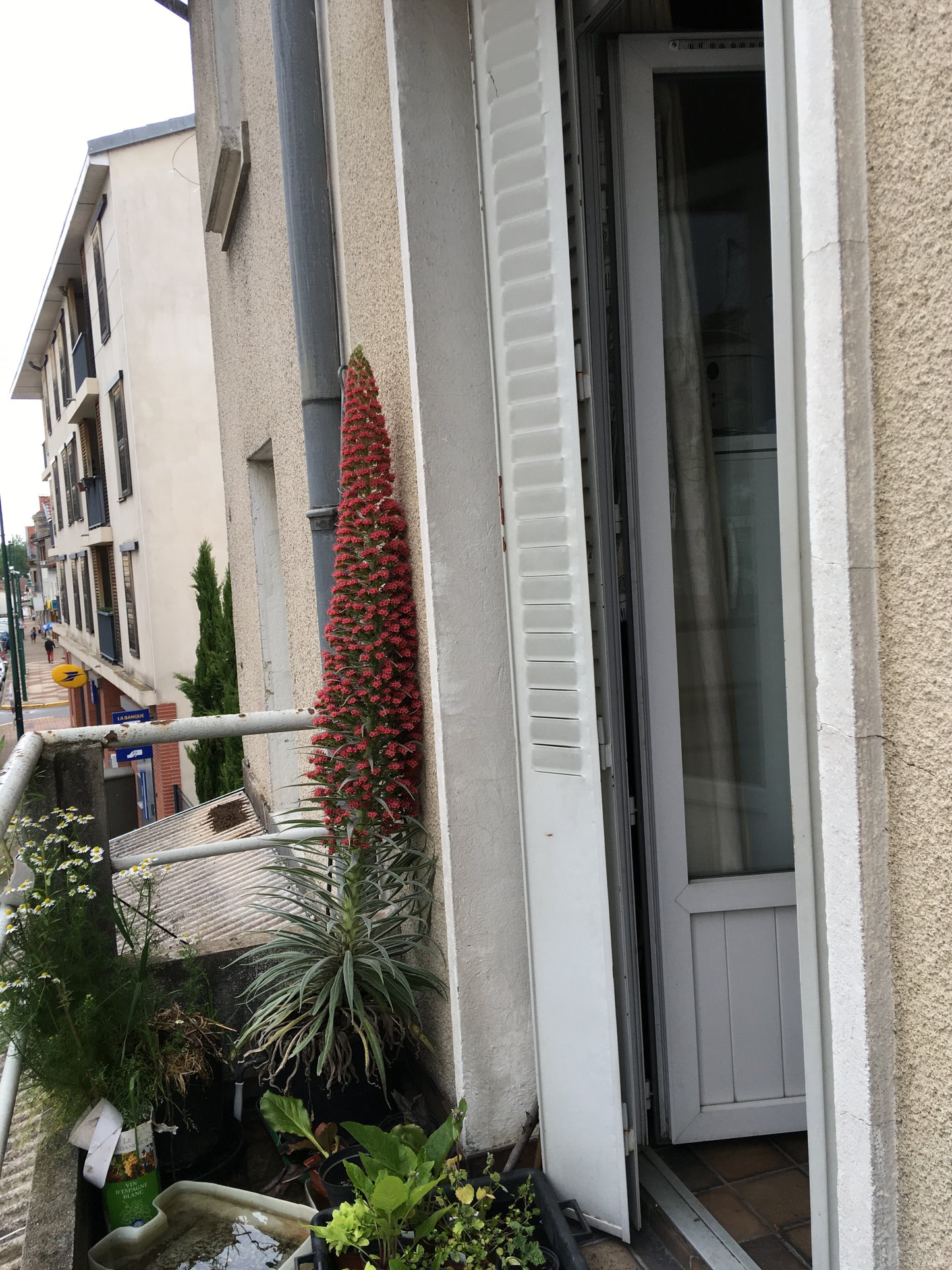 Vipérine de Ténérife - Echium Wildretii - SEM07