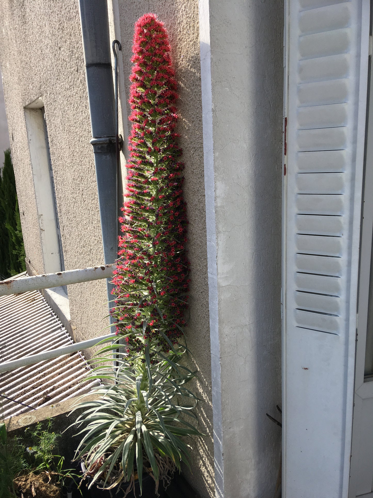 Vipérine de Ténérife - Echium Wildretii - SEM07