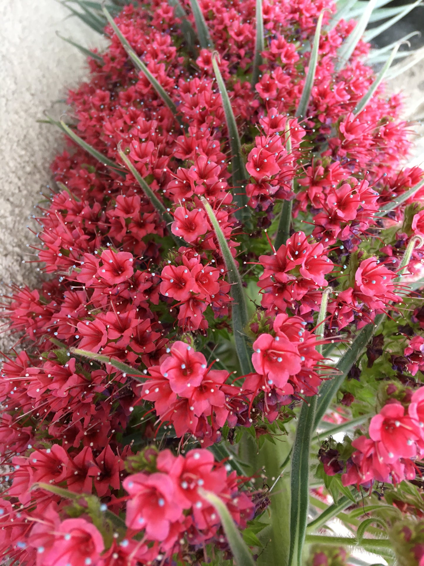 Vipérine de Ténérife - Echium Wildretii - SEM07