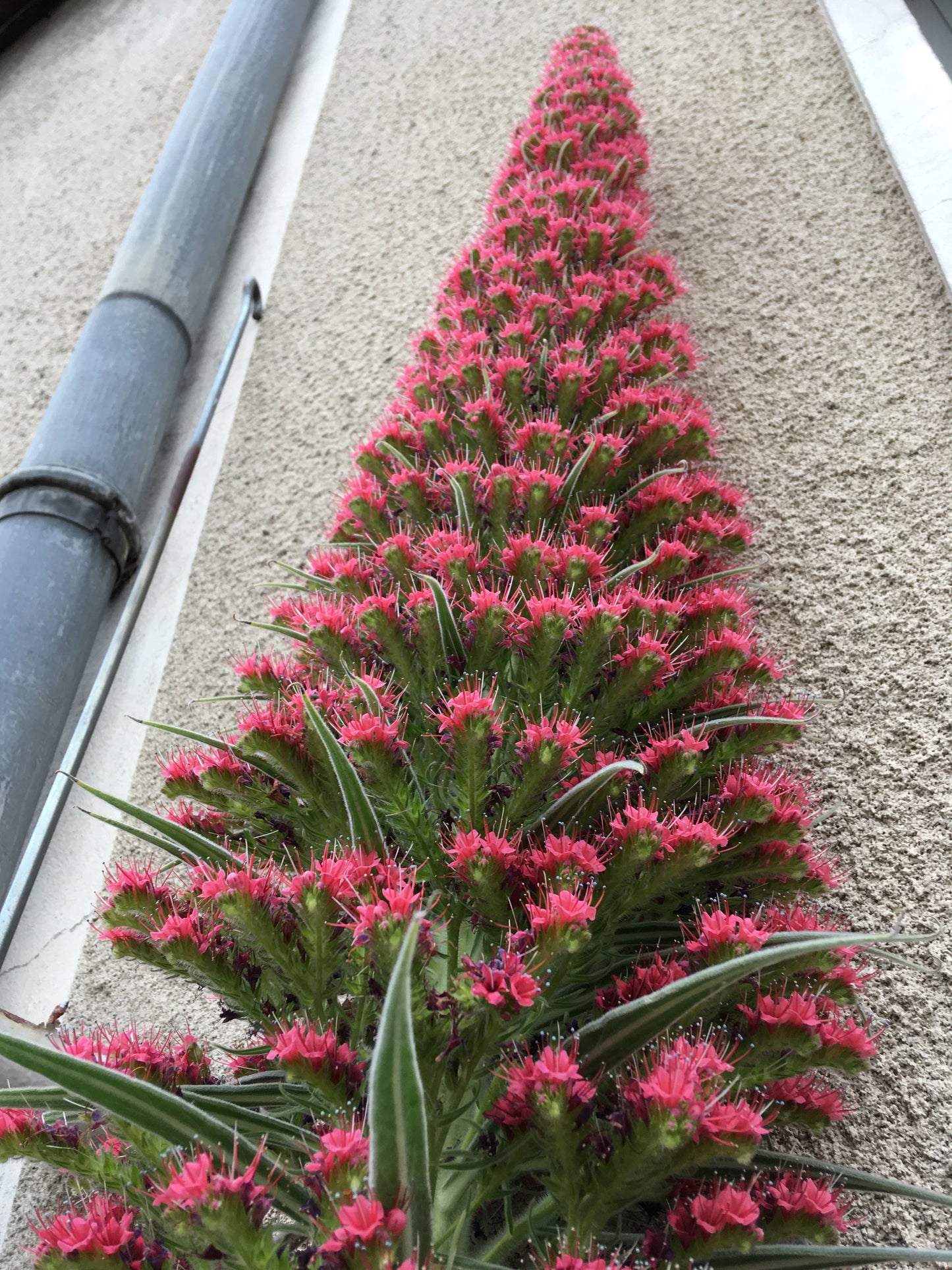 Vipérine de Ténérife - Echium Wildretii - SEM07