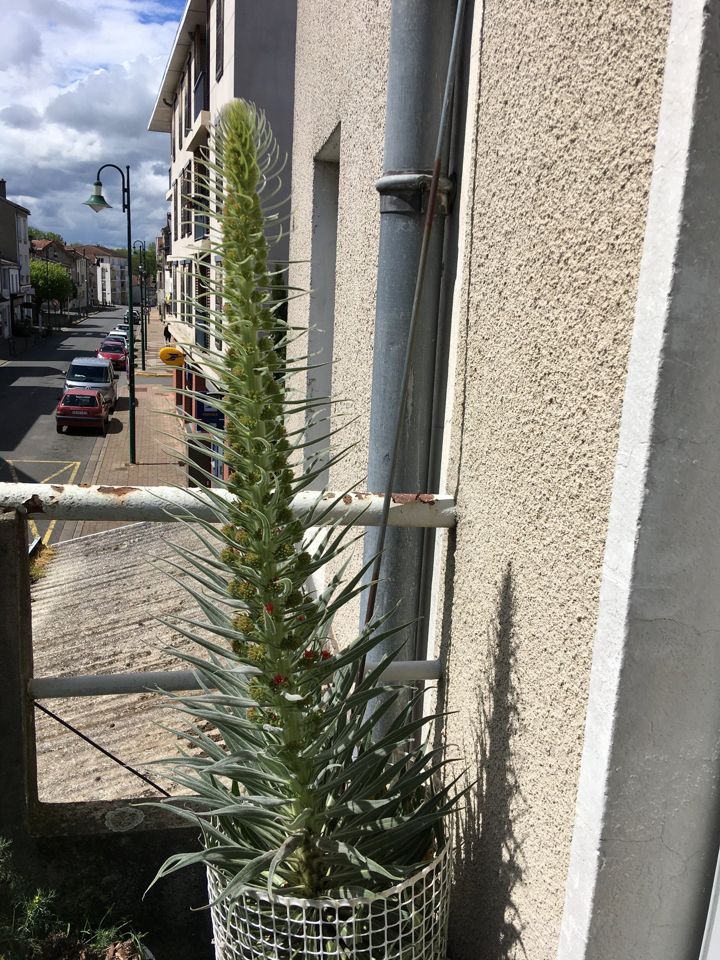 Vipérine de Ténérife - Echium Wildretii - SEM07