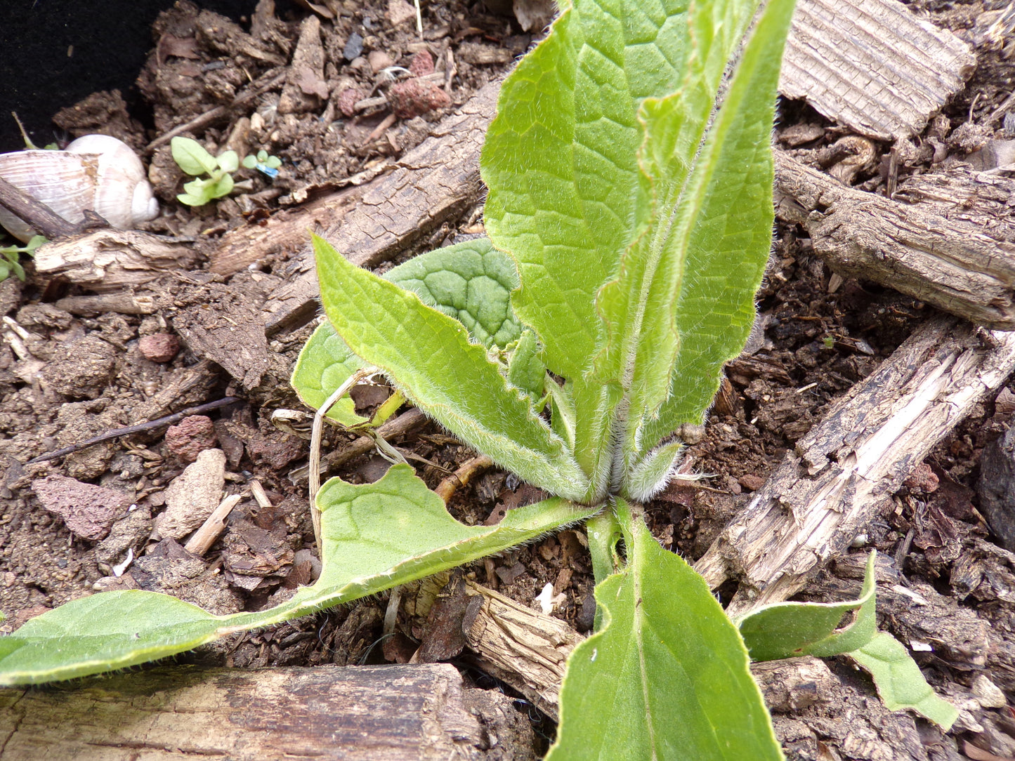 Consoude NT - Symphytum Officinale