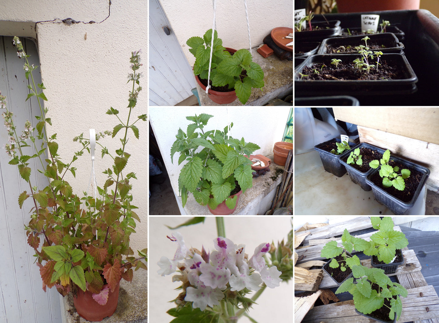 Cataire - Nepeta Cataria - SEM05