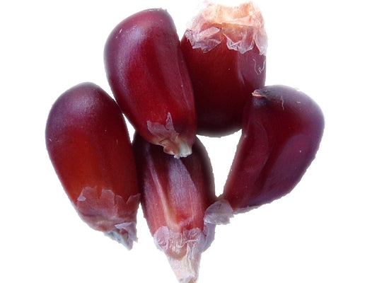 Maïs Fraise (Maïs à Pop Corn) - Zea Mays Pop Corn - SEM01