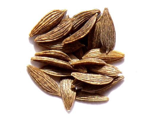 Laitue - Cerbiatta Catalogne - SEM03