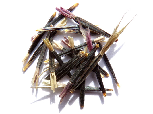 Oeillet d'Inde Sauvage - Tagete Nematicides Patula (Engrais Vert) SEM03