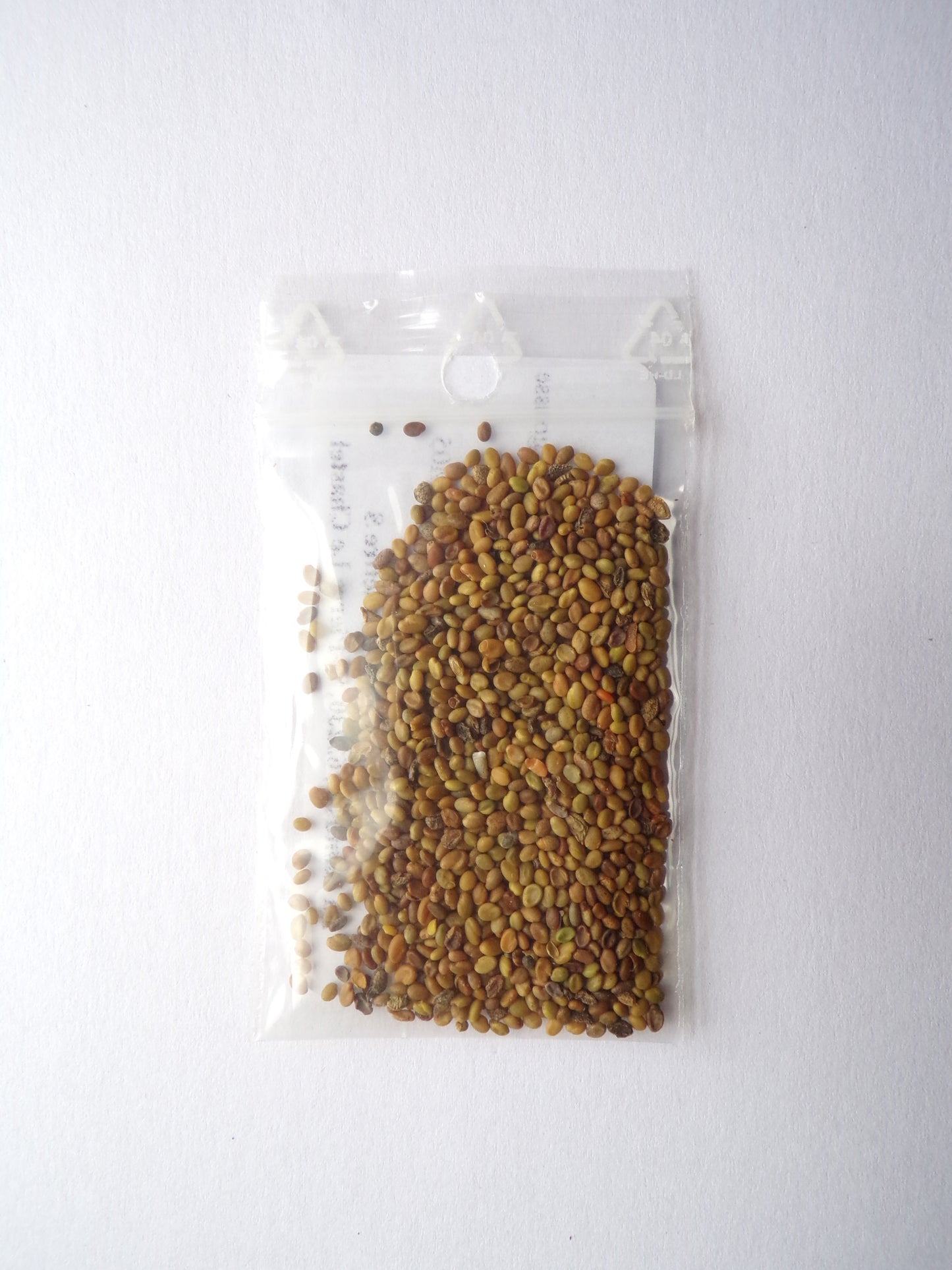 Mélilot Jaune - Melilotus Officinalis (Engrais Vert) SEM05