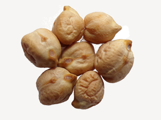 Pois Chiche - Cicer Arietinum – SEM02