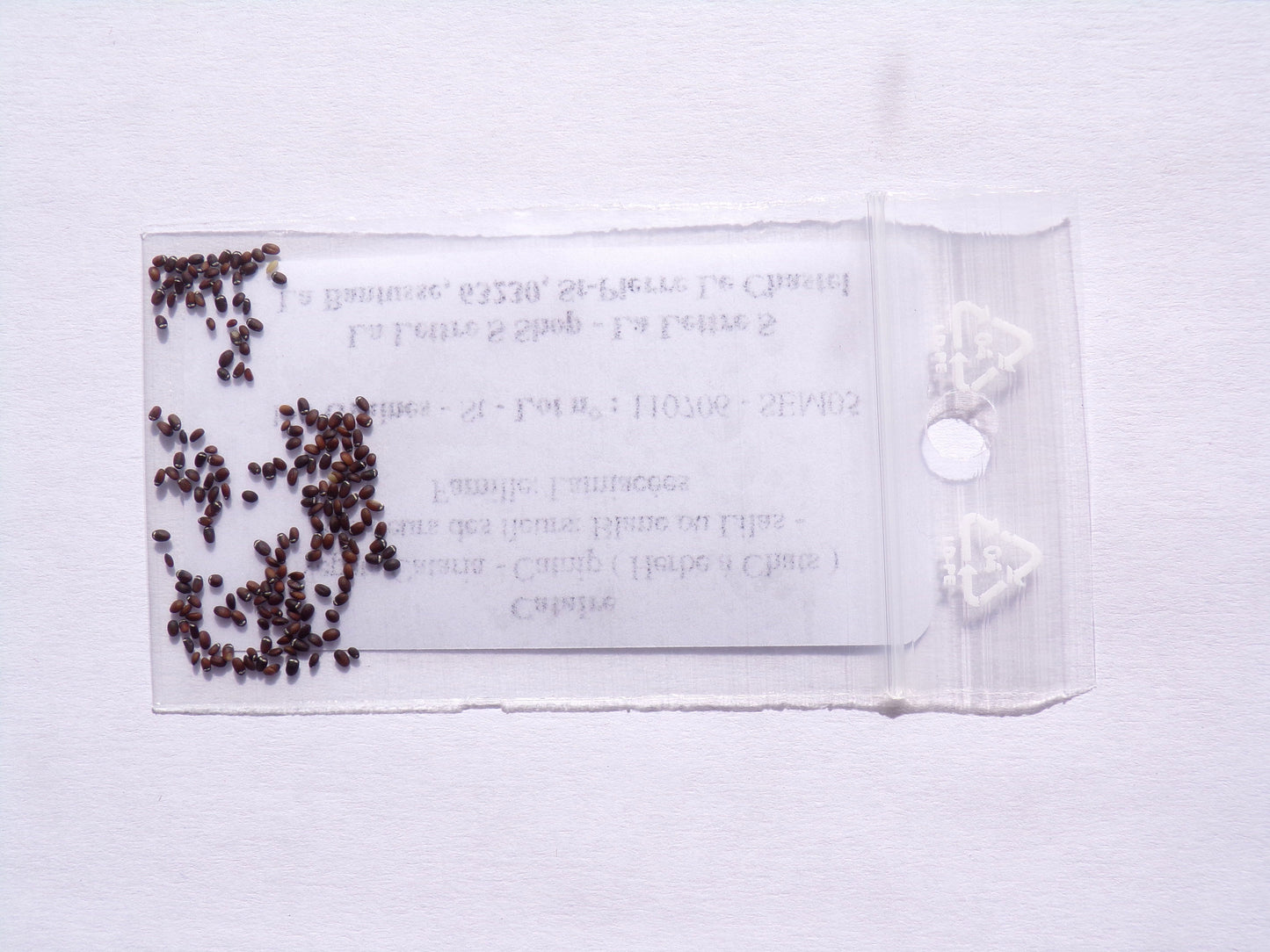 Cataire - Nepeta Cataria - SEM05