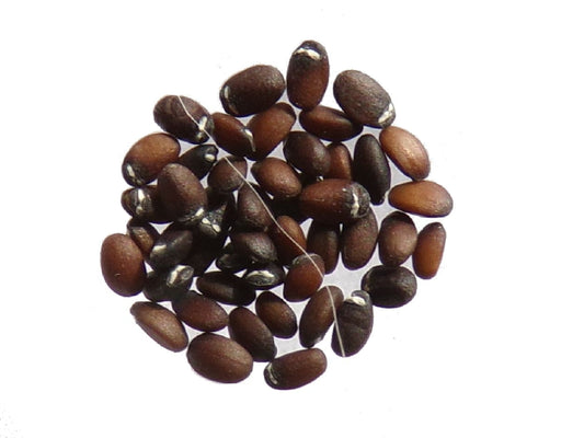 Cataire - Nepeta Cataria - SEM05