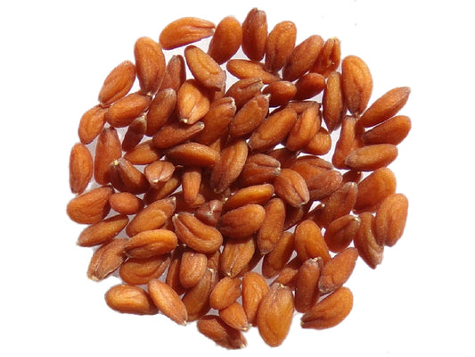 Cresson Alénois Bio - Lepidium Sativum L. - SEM02