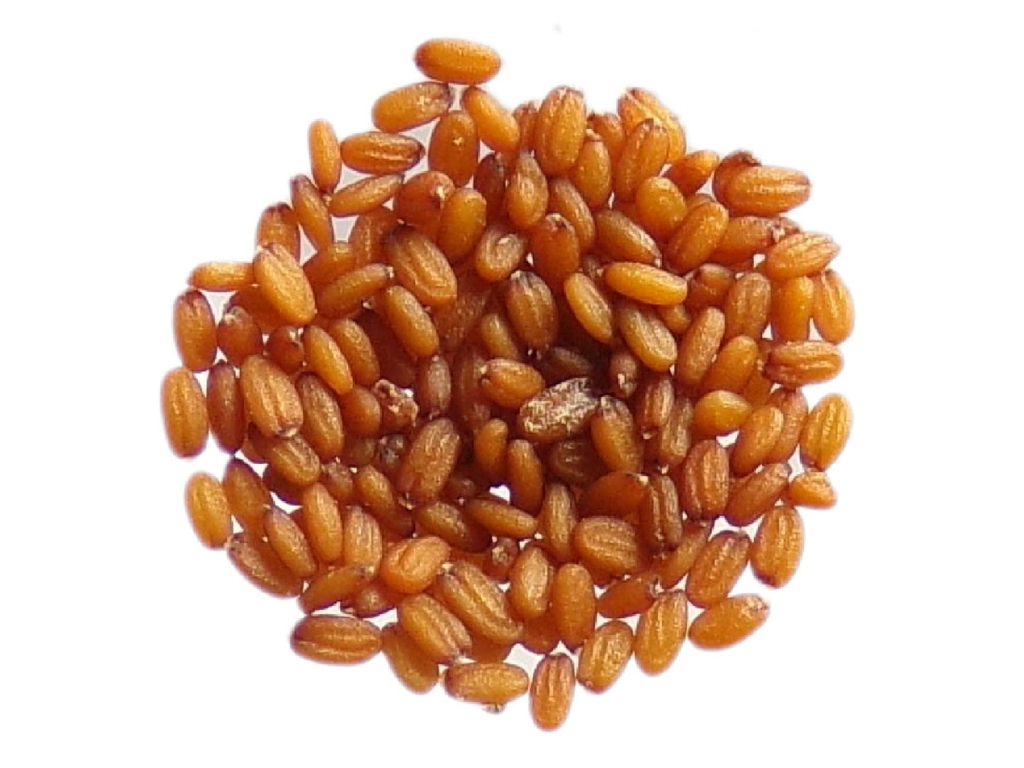 Bourse à Pasteur - Capsella Bursa Pastoris - SEM05