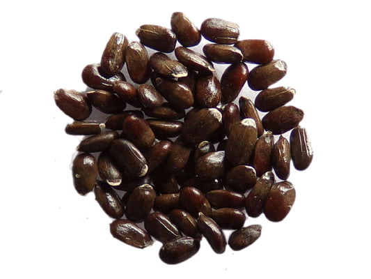 Lavande Vraie - Lavendula Officinalis L. - SEM02