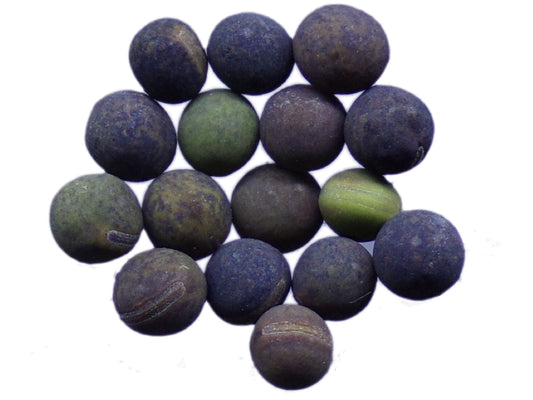 Vesce de Cracovie - Vicia Cracca - SEM05