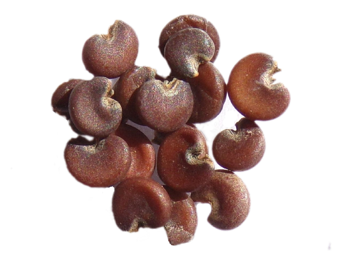 Guimauve Officinale ( ou sauvage ) - Althaea Officinalis