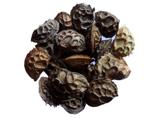 Sainfoin Simple - Onobrychis Viciifolia (Engrais Vert) SEM05