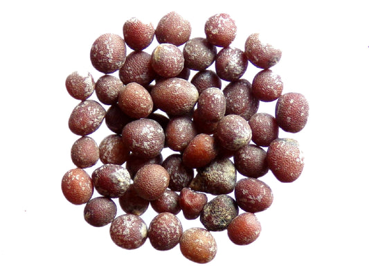 Moutarde d'Abyssinie - Brassica Carinata (Engrais Vert) SEM05