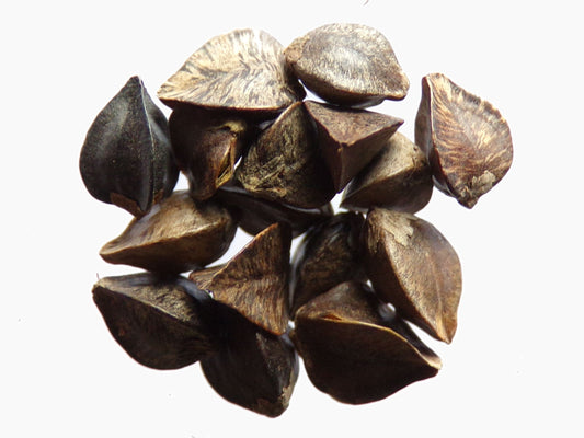 Sarrasin - Fagopyrum Esculentum (Engrais Vert) SEM05