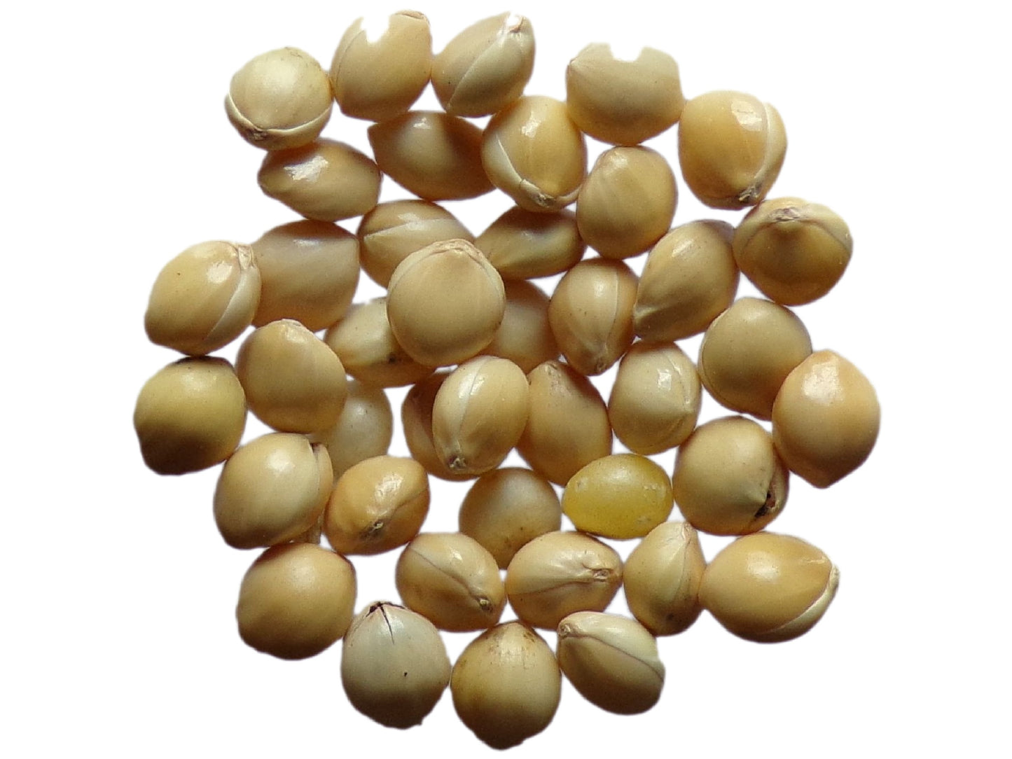 Millet Blanc - Panicum Millaceum - (Engrais Vert) SEM05