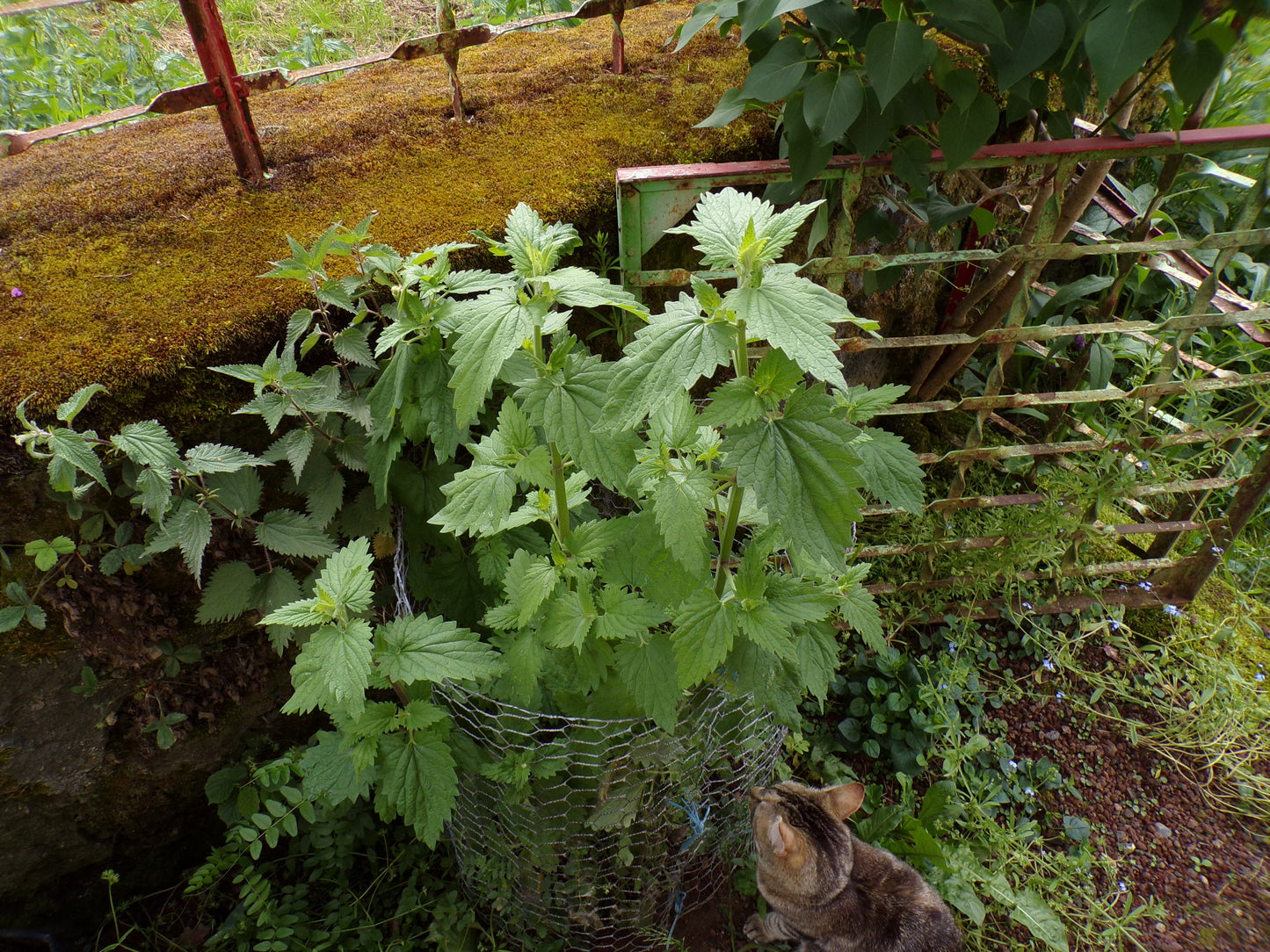 Cataire - Nepeta Cataria - SEM05
