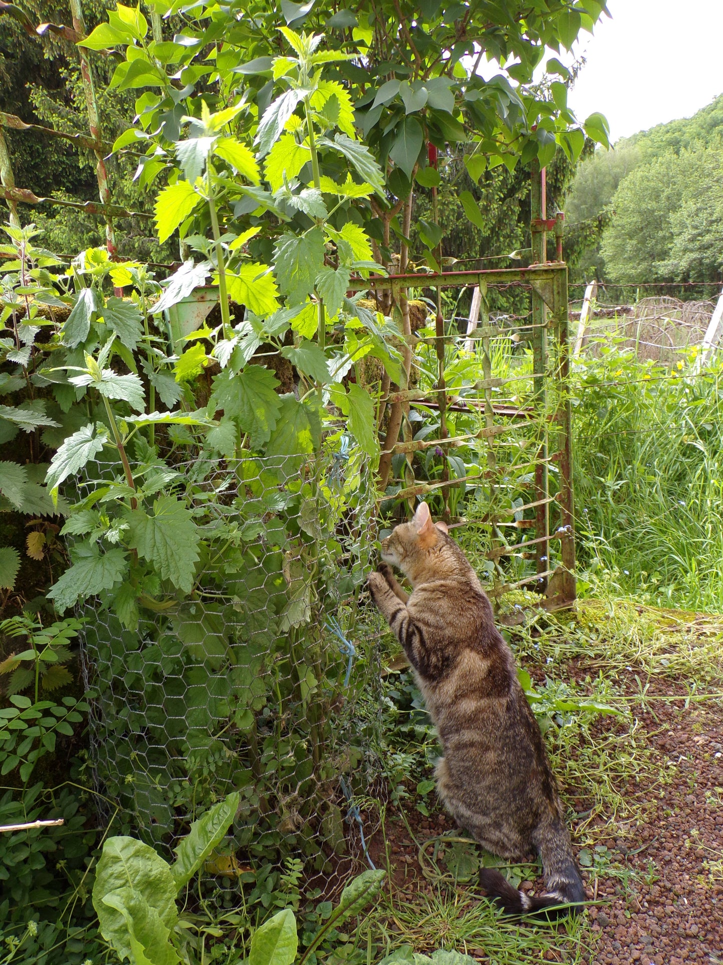 Cataire - Nepeta Cataria - SEM05