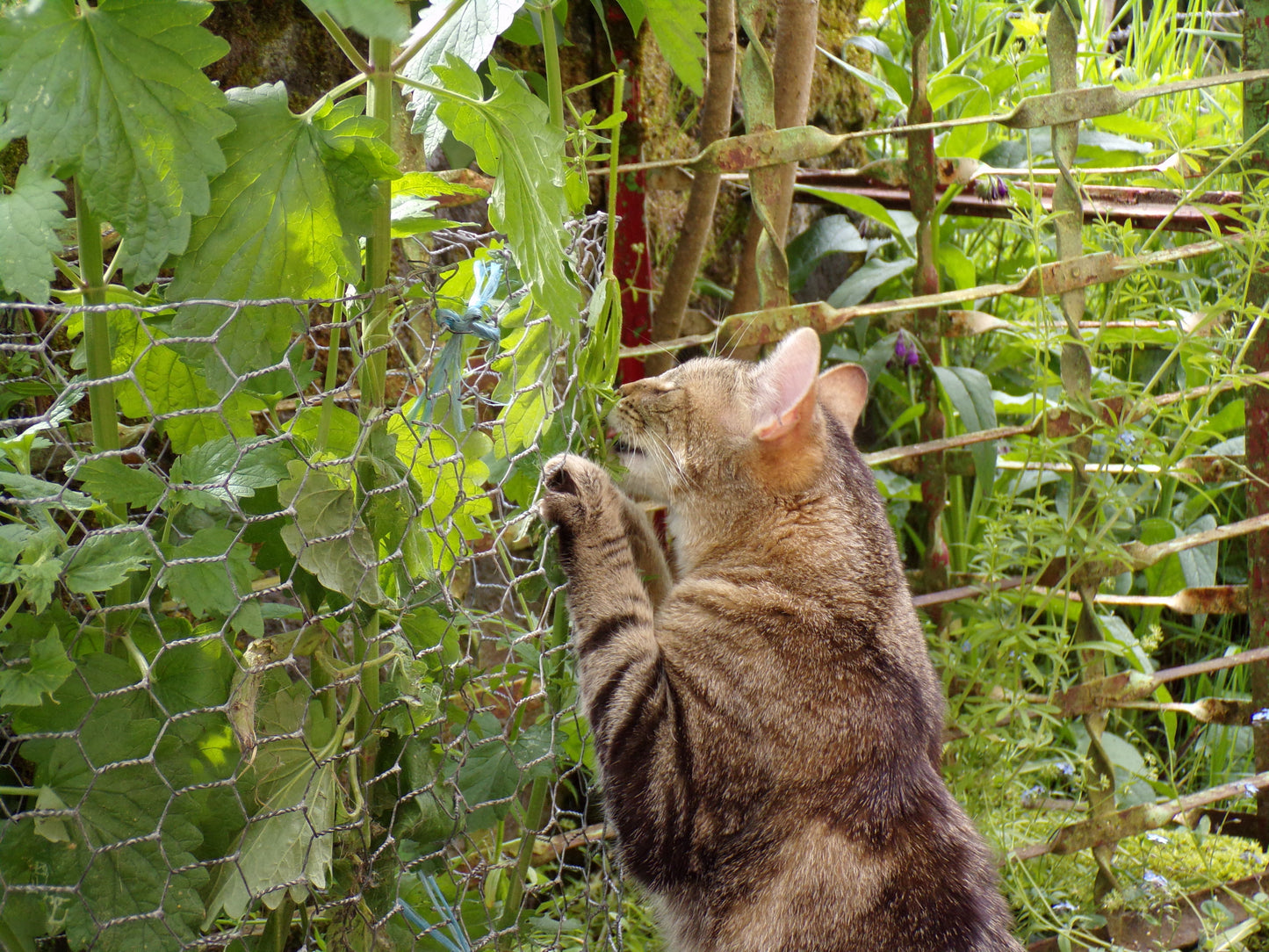 Cataire - Nepeta Cataria - SEM05