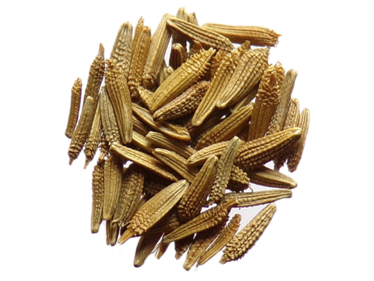 Pissenlit Dent de Lion Bio - Taraxacum Officinalis L. - SEM02