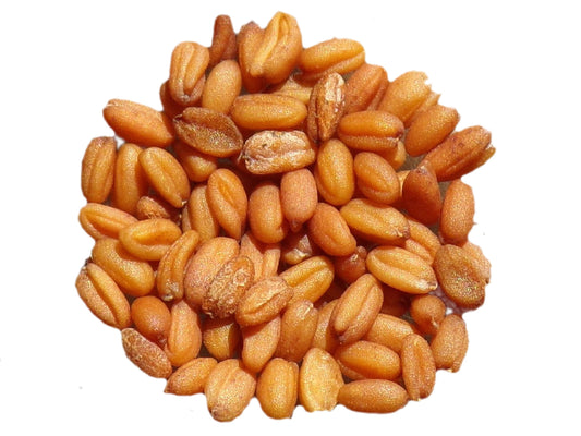 Cameline AB - Camelina Sativa (Engrais Vert) SEM03