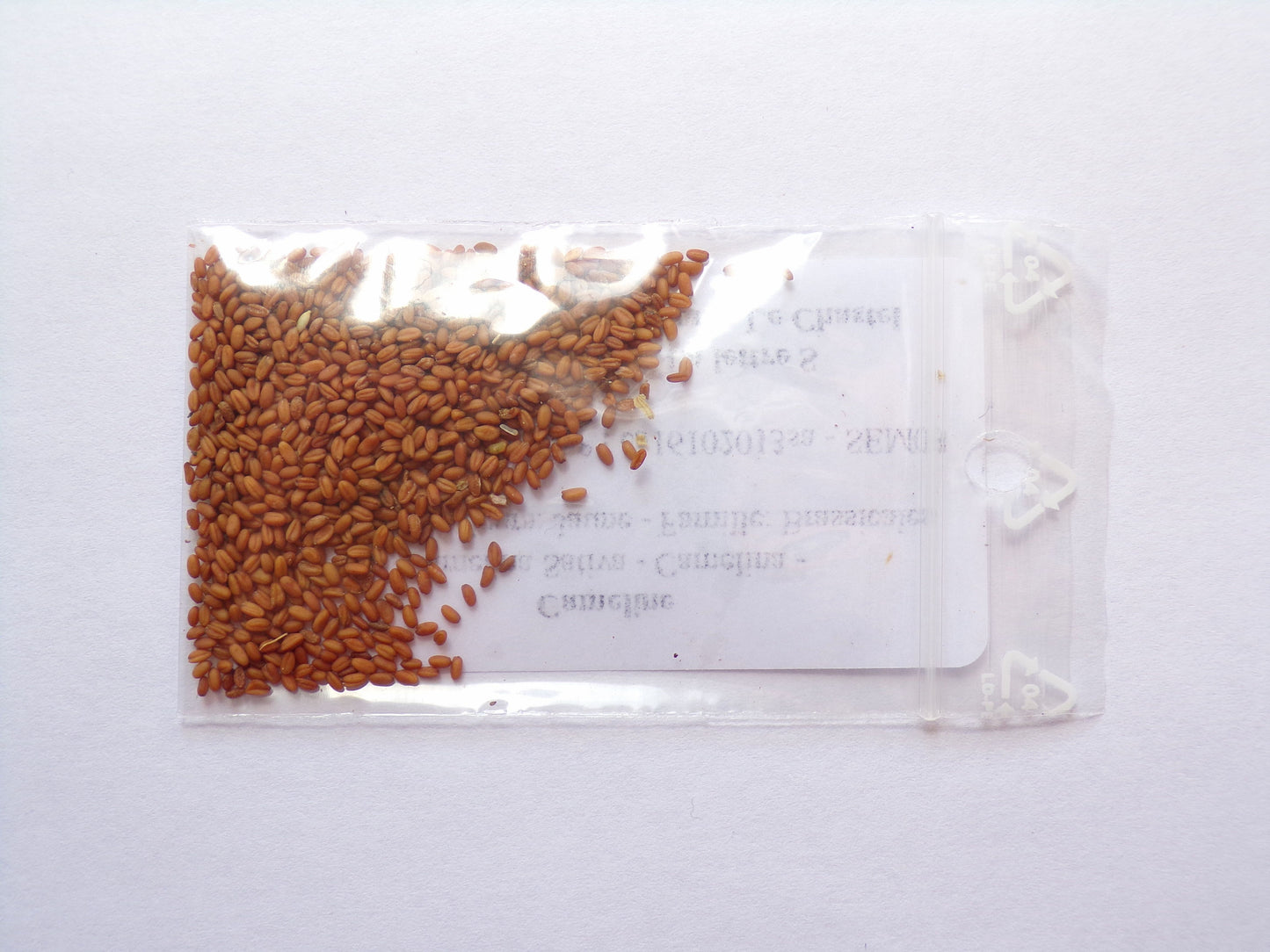 Cameline AB - Camelina Sativa (Engrais Vert) SEM03