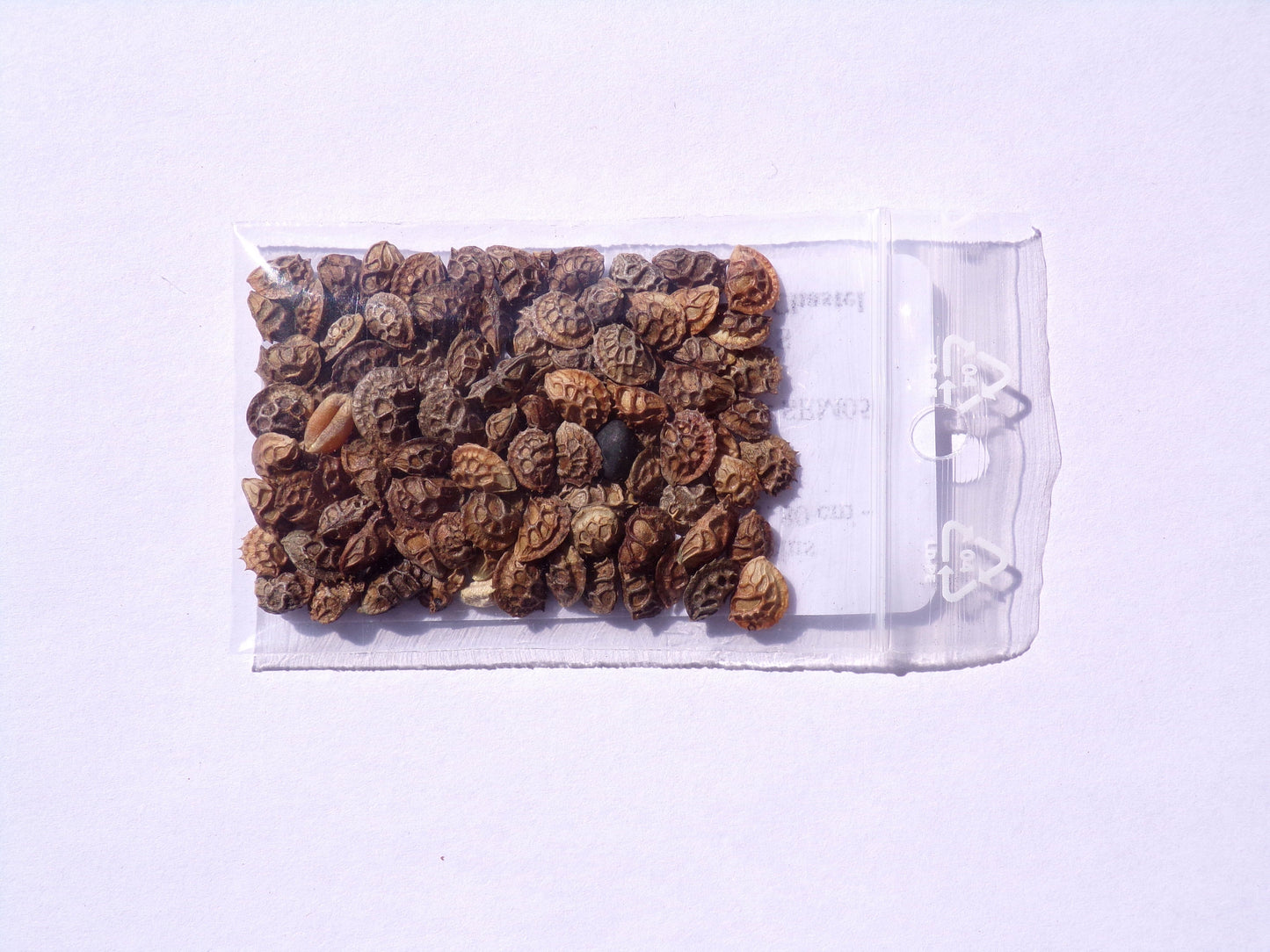 Sainfoin Simple - Onobrychis Viciifolia (Engrais Vert) SEM05