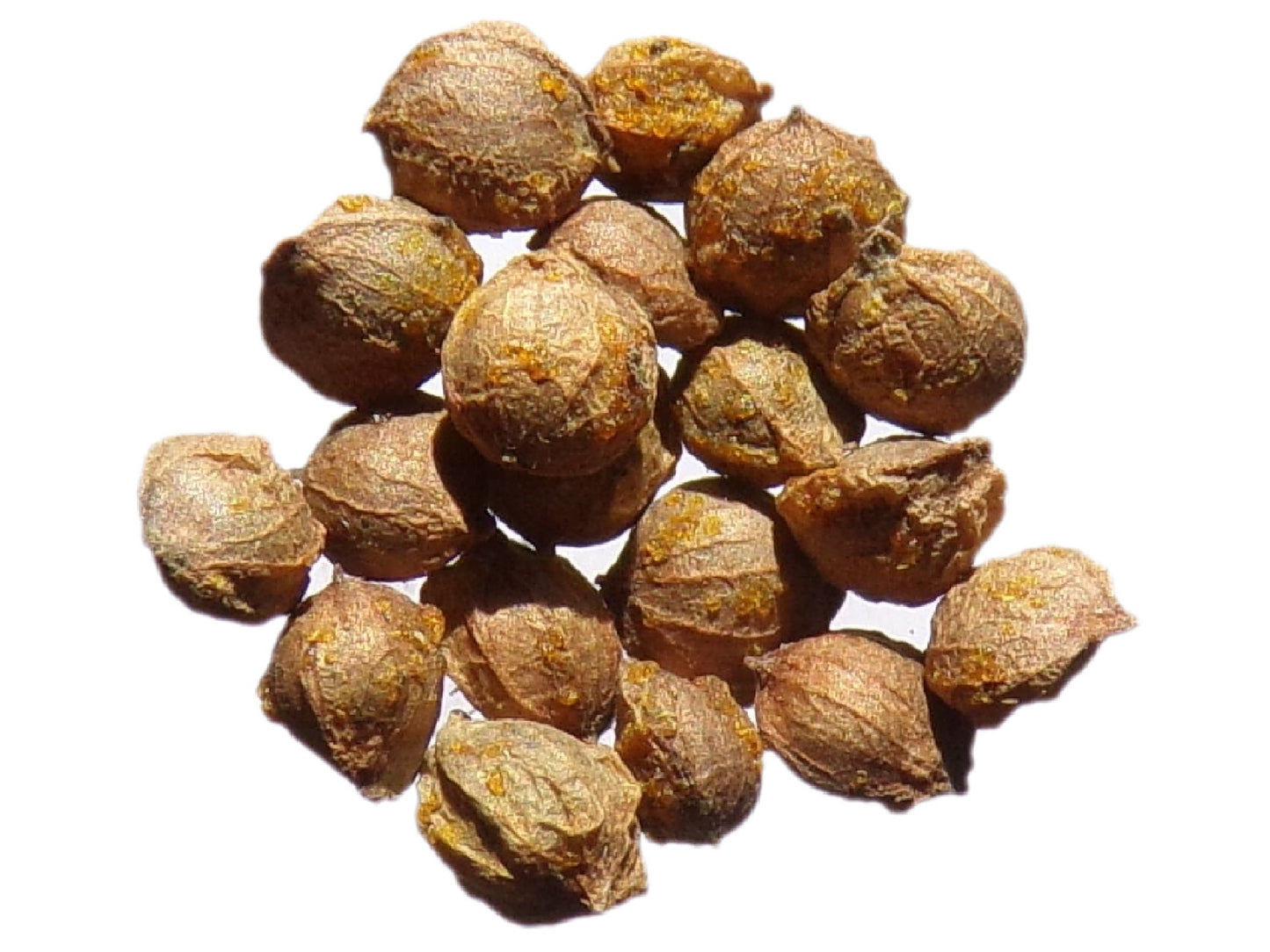 Houblon - Humulus Lupulus - SEM05