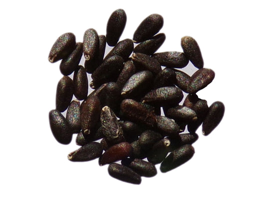 Mélisse Officinale - Melissa Officinalis - SEM05