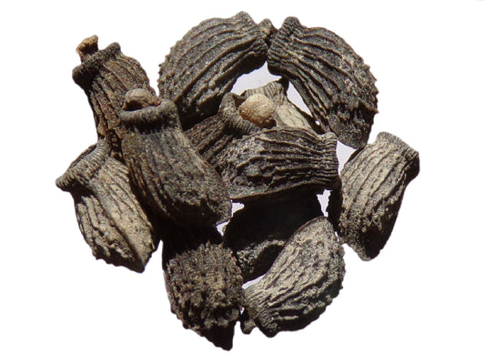 Bourrache Officinale - Borago Officinalis (Engrais Vert) SEM05